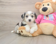 7 week old Aussiechon Puppy For Sale - Pilesgrove Pups