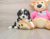 7 week old Aussiechon Puppy For Sale - Pilesgrove Pups