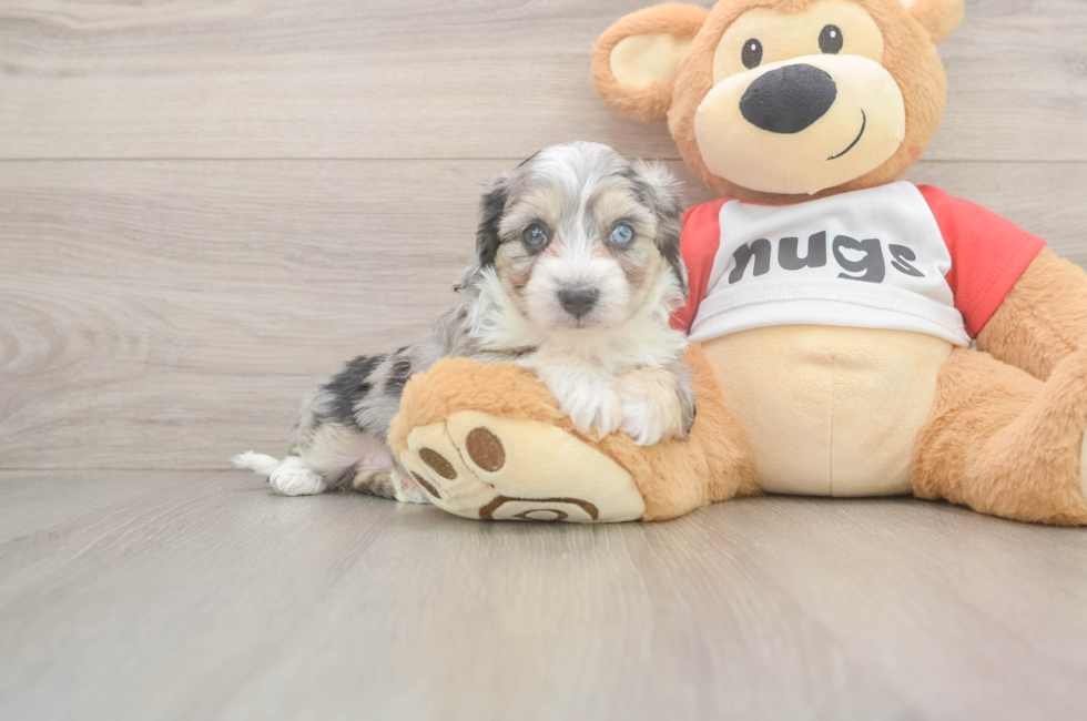 5 week old Aussiechon Puppy For Sale - Pilesgrove Pups