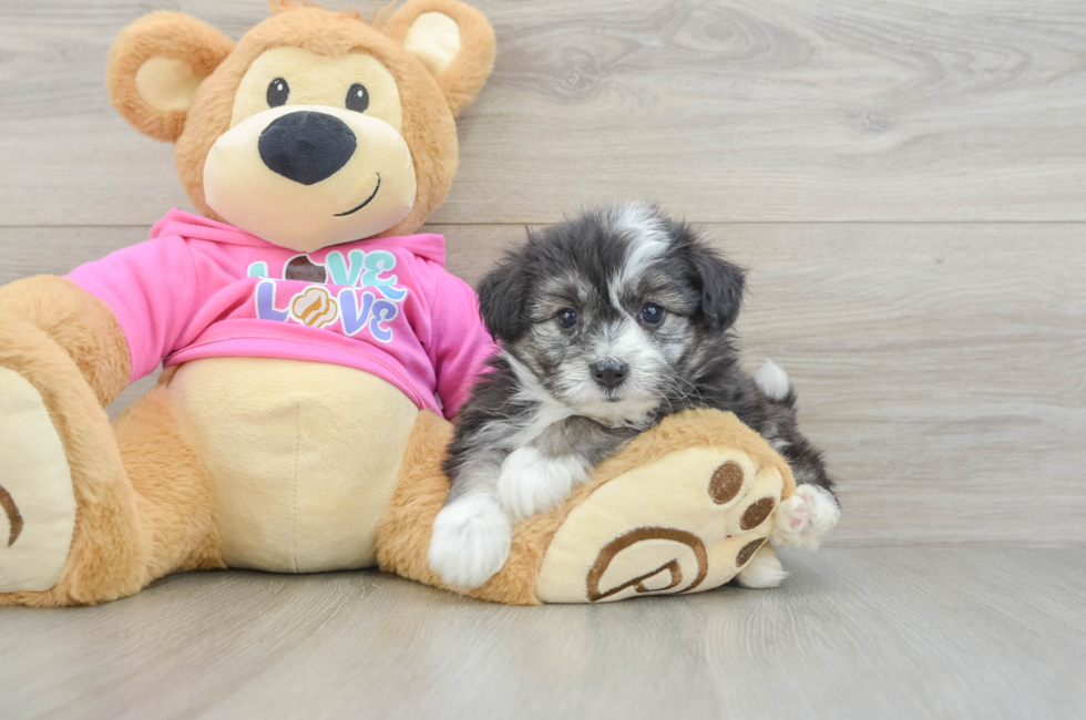 5 week old Aussiechon Puppy For Sale - Pilesgrove Pups