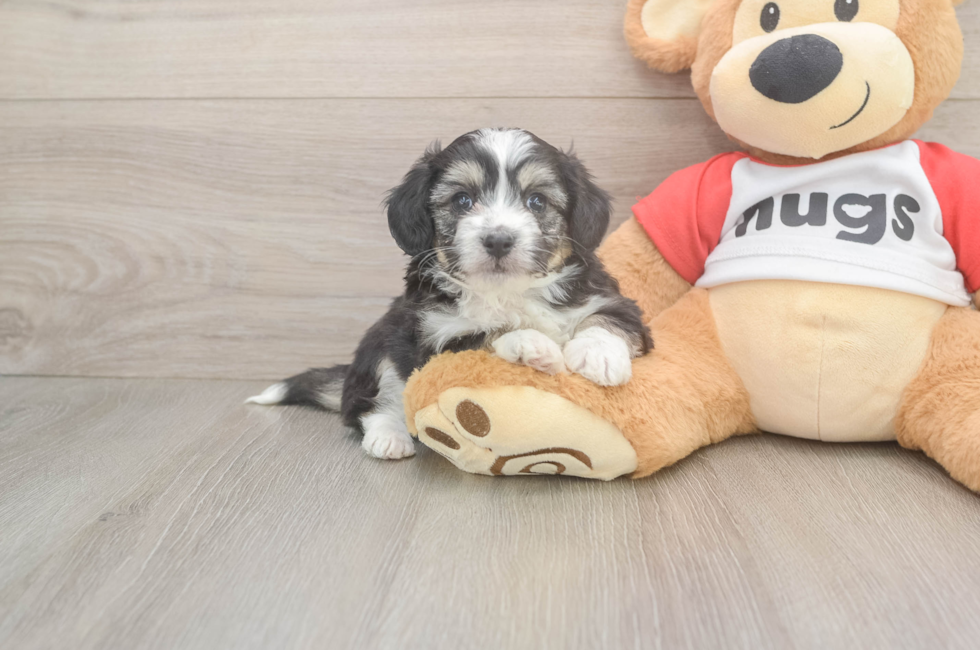 5 week old Aussiechon Puppy For Sale - Pilesgrove Pups