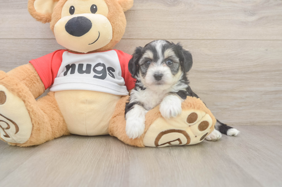 5 week old Aussiechon Puppy For Sale - Pilesgrove Pups