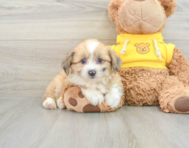 7 week old Aussiechon Puppy For Sale - Pilesgrove Pups