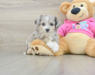 7 week old Aussiechon Puppy For Sale - Pilesgrove Pups