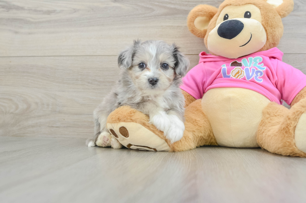 5 week old Aussiechon Puppy For Sale - Pilesgrove Pups