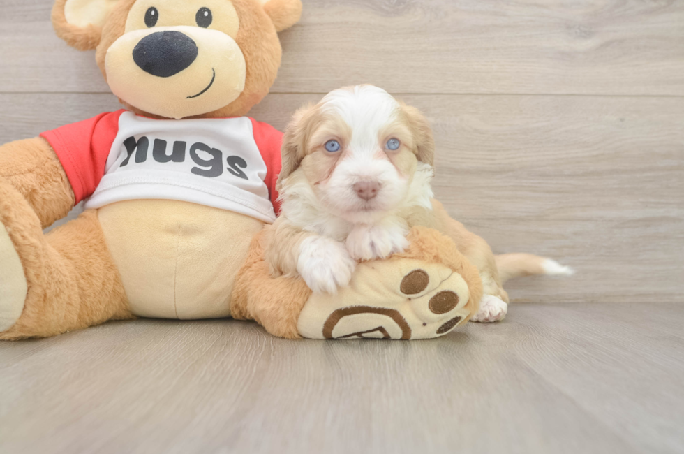 5 week old Aussiechon Puppy For Sale - Pilesgrove Pups