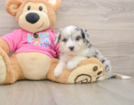 7 week old Aussiechon Puppy For Sale - Pilesgrove Pups