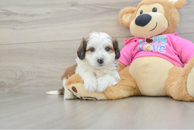 Playful Aussie Bichon Designer Puppy