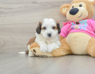7 week old Aussiechon Puppy For Sale - Pilesgrove Pups