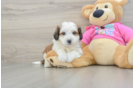 Playful Aussie Bichon Designer Puppy