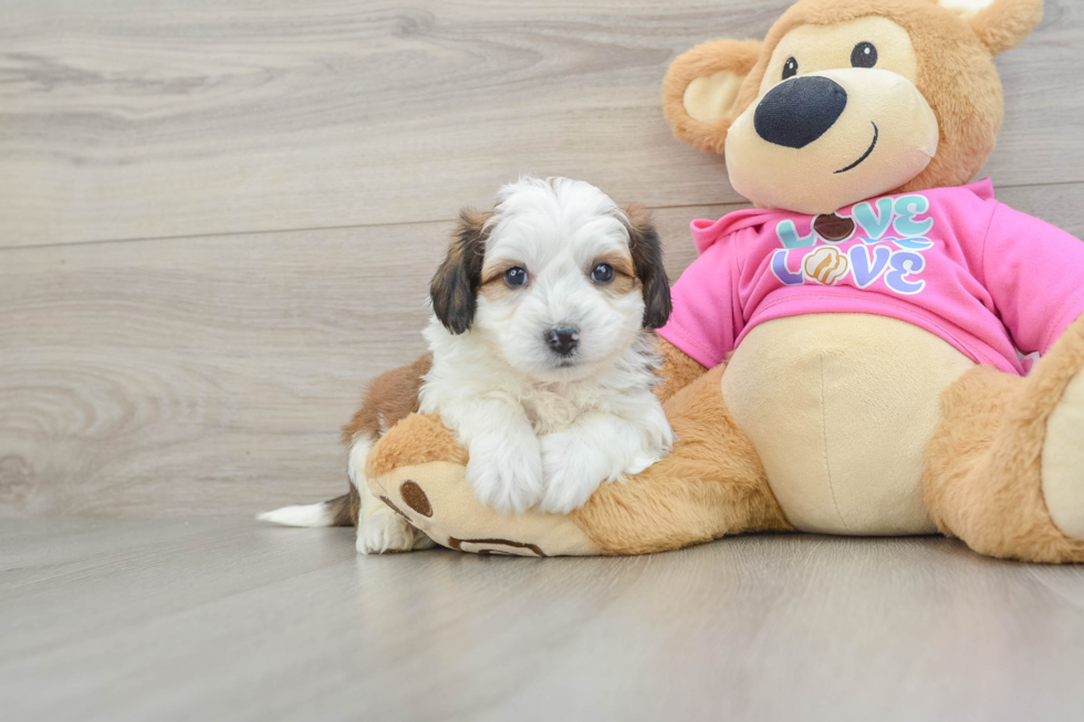 Playful Aussie Bichon Designer Puppy