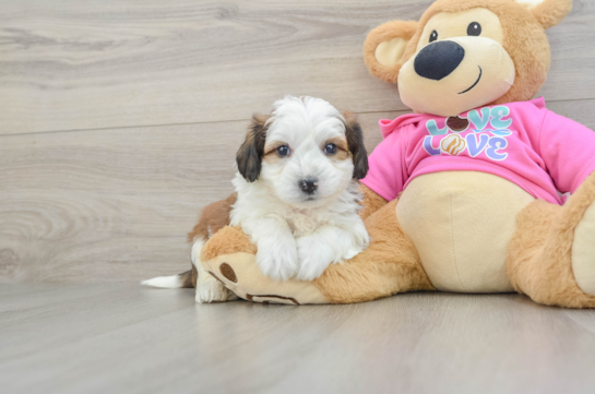 Playful Aussie Bichon Designer Puppy