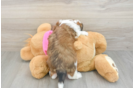 Smart Aussiechon Designer Pup