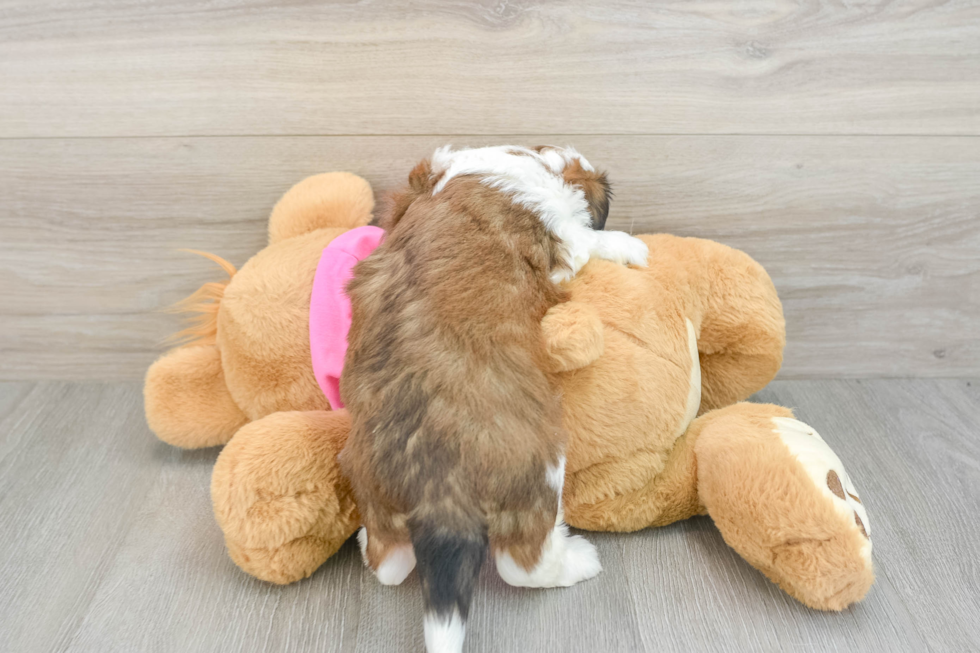 Smart Aussiechon Designer Pup