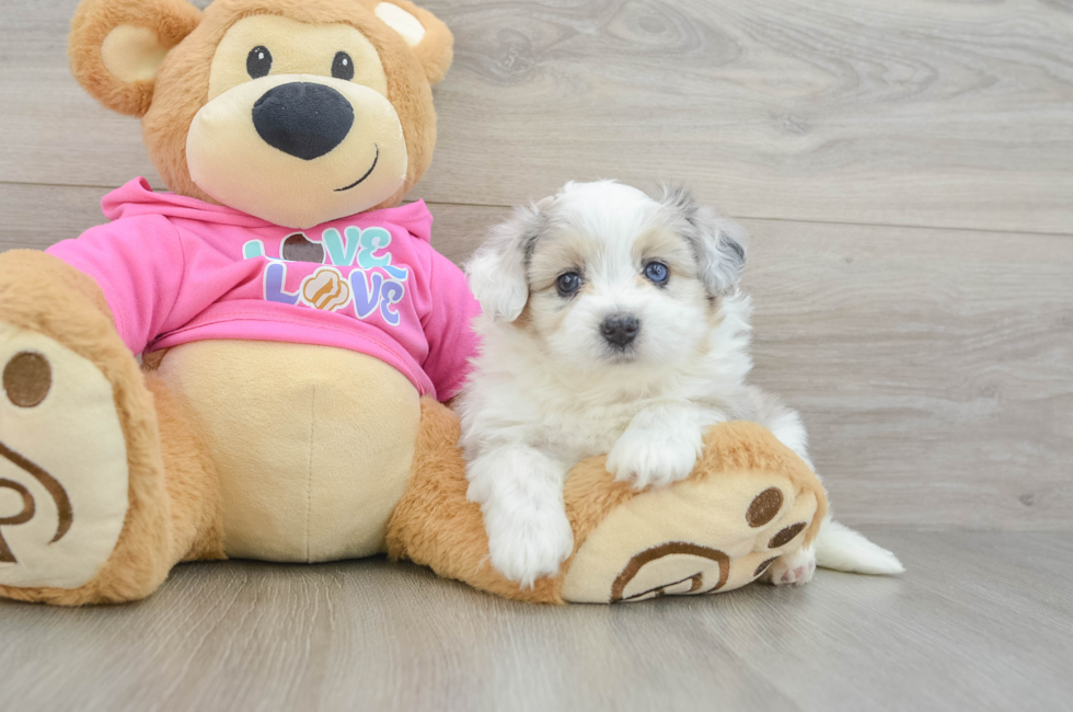 5 week old Aussiechon Puppy For Sale - Pilesgrove Pups