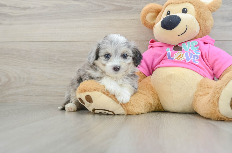 5 week old Aussiechon Puppy For Sale - Pilesgrove Pups