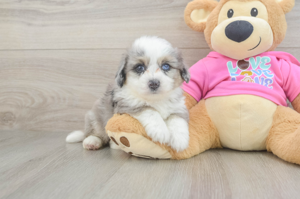 5 week old Aussiechon Puppy For Sale - Pilesgrove Pups