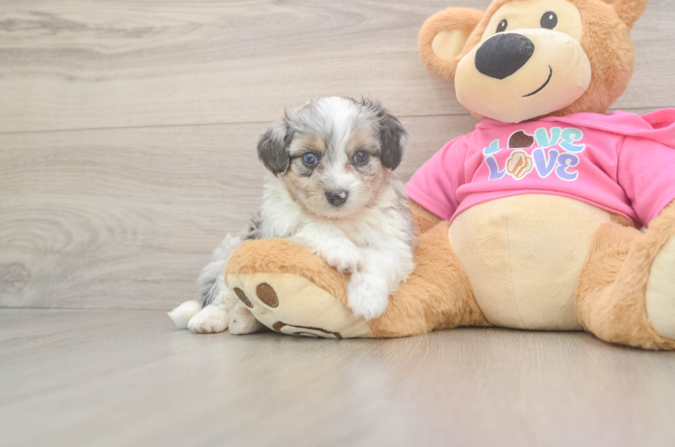 5 week old Aussiechon Puppy For Sale - Pilesgrove Pups