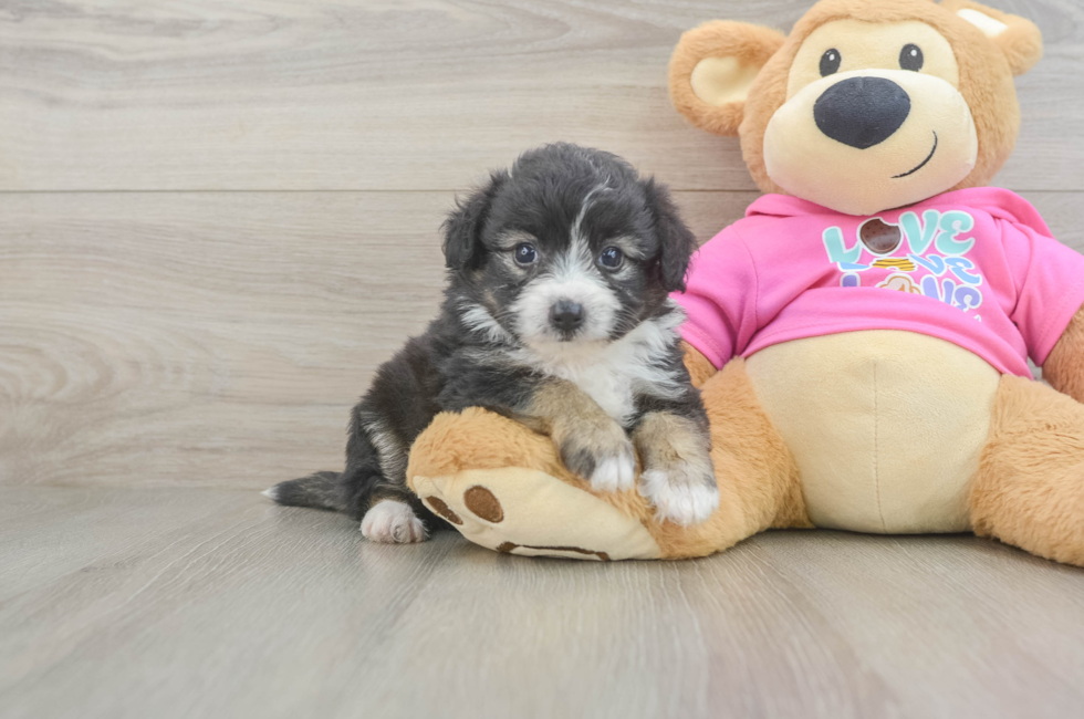 5 week old Aussiechon Puppy For Sale - Pilesgrove Pups