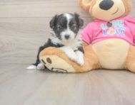 7 week old Aussiechon Puppy For Sale - Pilesgrove Pups