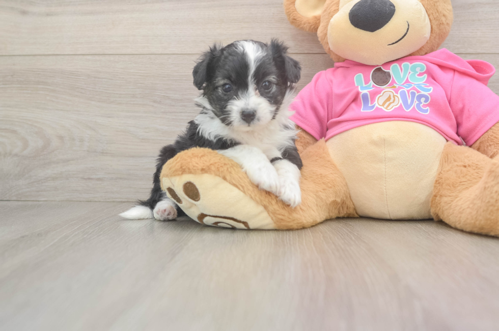 5 week old Aussiechon Puppy For Sale - Pilesgrove Pups