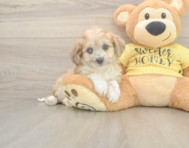 5 week old Aussiechon Puppy For Sale - Pilesgrove Pups