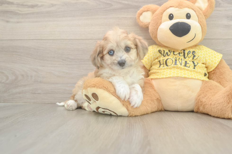 5 week old Aussiechon Puppy For Sale - Pilesgrove Pups