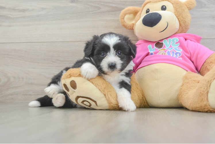 Petite Aussiechon Designer Pup