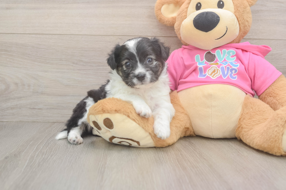 5 week old Aussiechon Puppy For Sale - Pilesgrove Pups