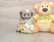 6 week old Aussiechon Puppy For Sale - Pilesgrove Pups