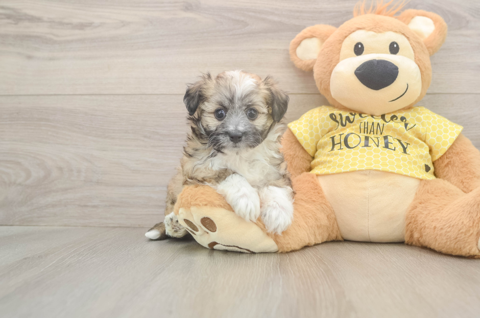 5 week old Aussiechon Puppy For Sale - Pilesgrove Pups