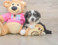 6 week old Aussiechon Puppy For Sale - Pilesgrove Pups