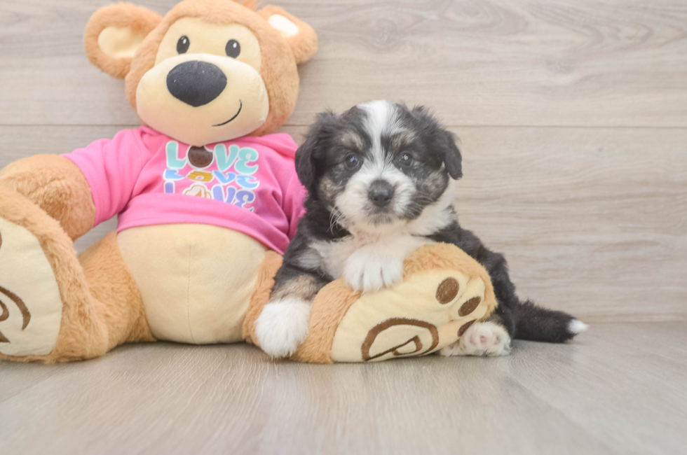 6 week old Aussiechon Puppy For Sale - Pilesgrove Pups