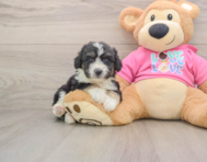 12 week old Aussiechon Puppy For Sale - Pilesgrove Pups