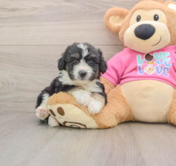 8 week old Aussiechon Puppy For Sale - Pilesgrove Pups