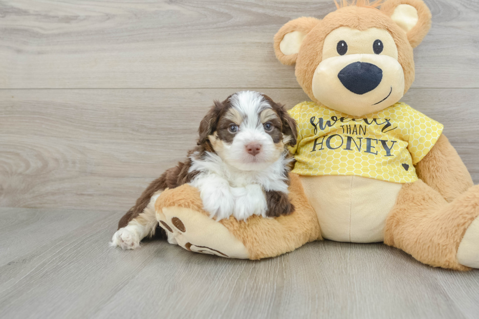 Aussiechon Puppy for Adoption