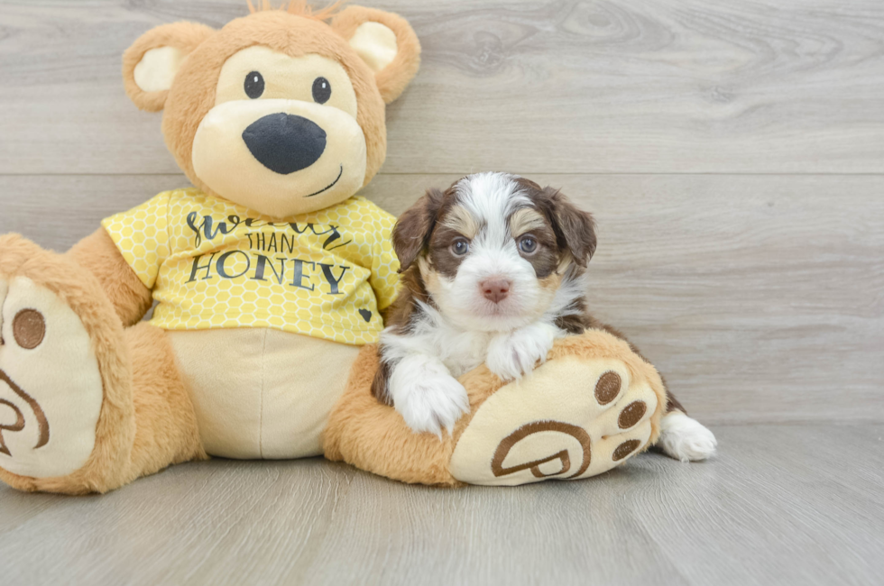 7 week old Aussiechon Puppy For Sale - Pilesgrove Pups