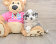 5 week old Aussiechon Puppy For Sale - Pilesgrove Pups