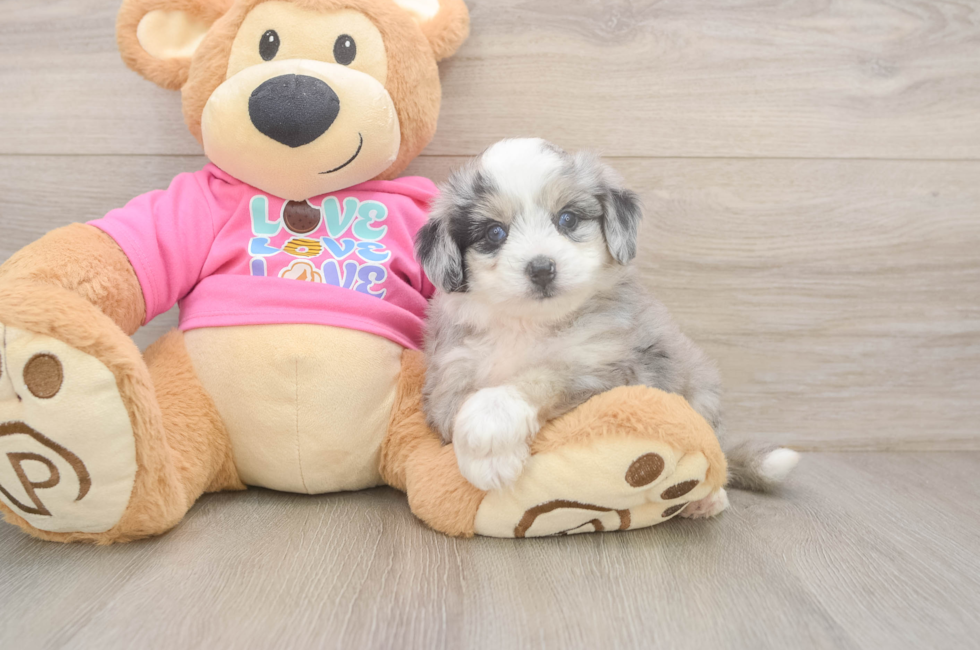 6 week old Aussiechon Puppy For Sale - Pilesgrove Pups