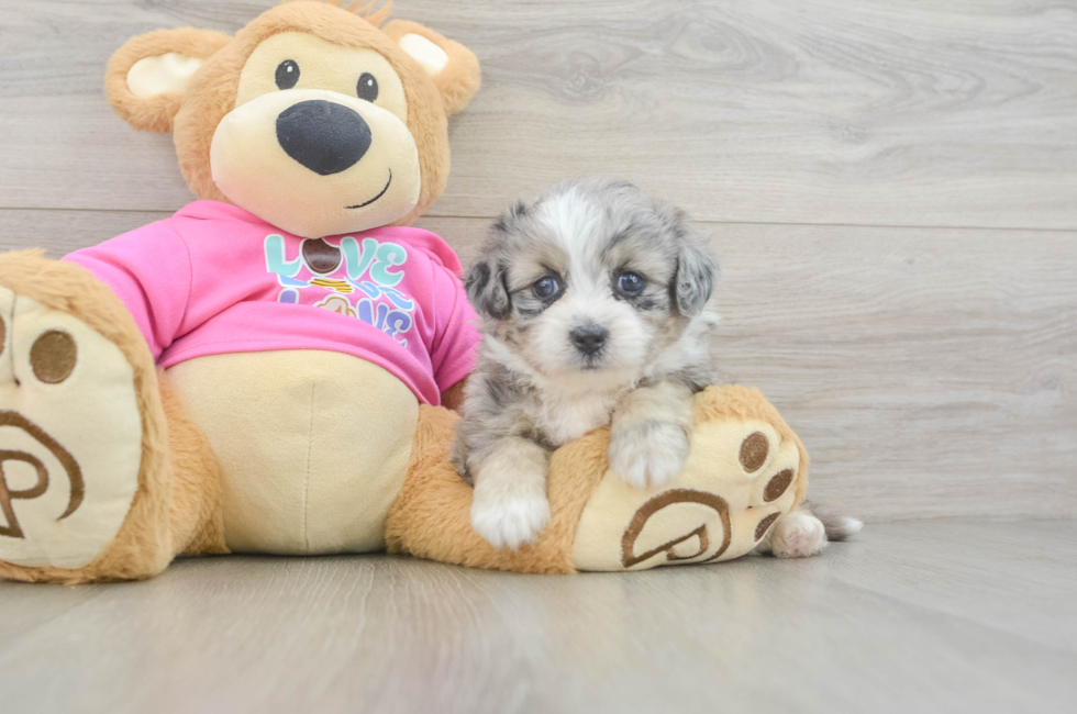 5 week old Aussiechon Puppy For Sale - Pilesgrove Pups