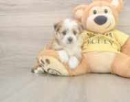 6 week old Aussiechon Puppy For Sale - Pilesgrove Pups
