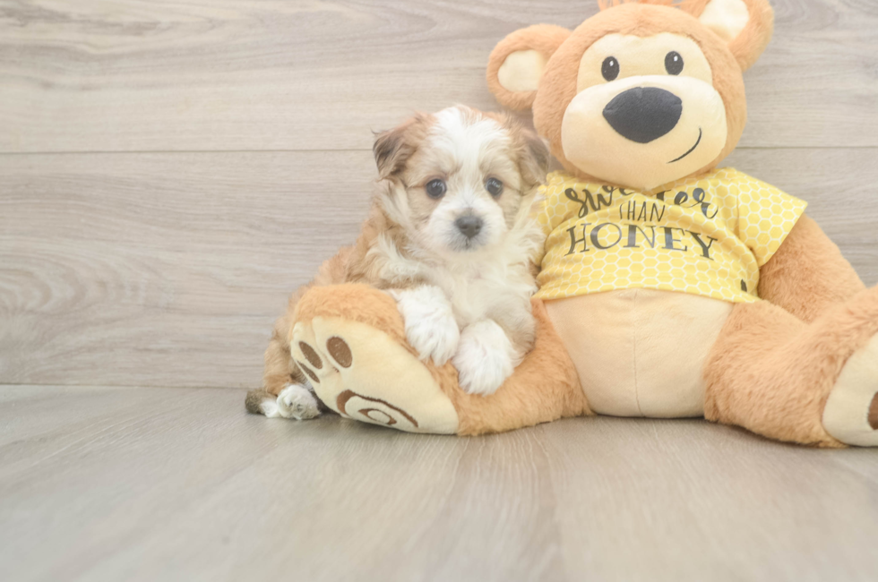 5 week old Aussiechon Puppy For Sale - Pilesgrove Pups