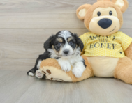 7 week old Aussiechon Puppy For Sale - Pilesgrove Pups