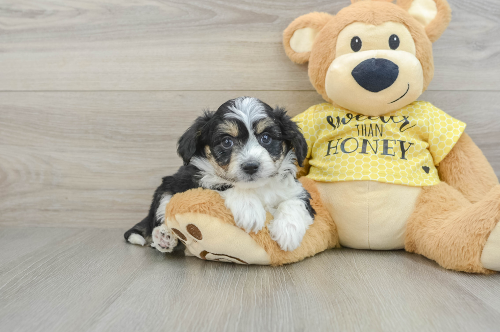 7 week old Aussiechon Puppy For Sale - Pilesgrove Pups