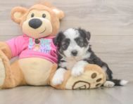 6 week old Aussiechon Puppy For Sale - Pilesgrove Pups