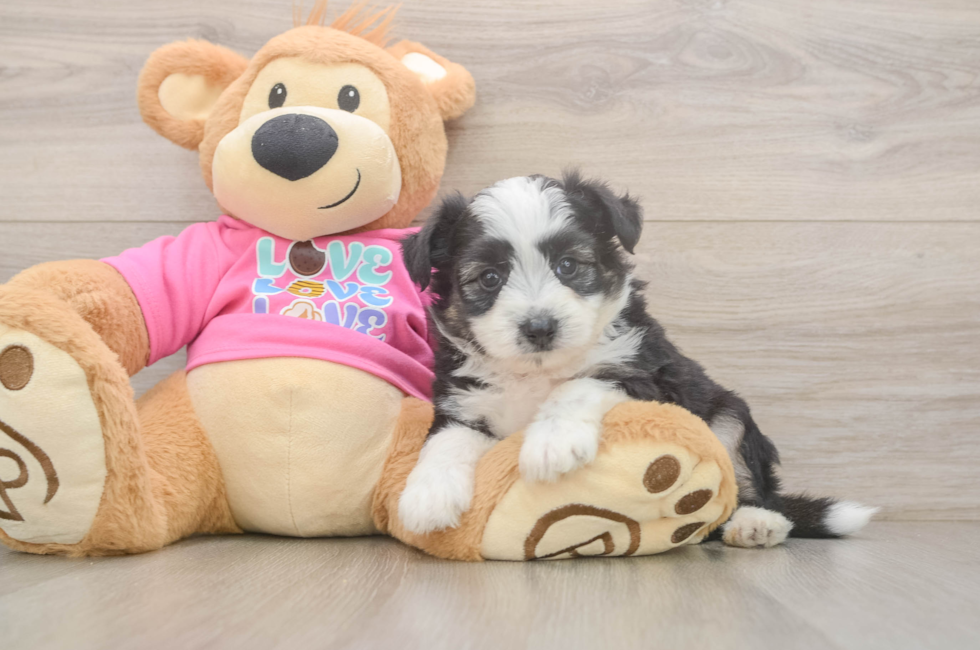 6 week old Aussiechon Puppy For Sale - Pilesgrove Pups