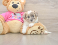 7 week old Aussiechon Puppy For Sale - Pilesgrove Pups