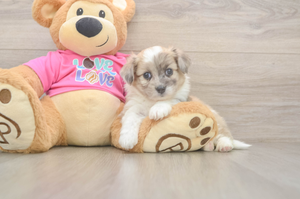 5 week old Aussiechon Puppy For Sale - Pilesgrove Pups
