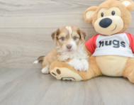 7 week old Aussiechon Puppy For Sale - Pilesgrove Pups
