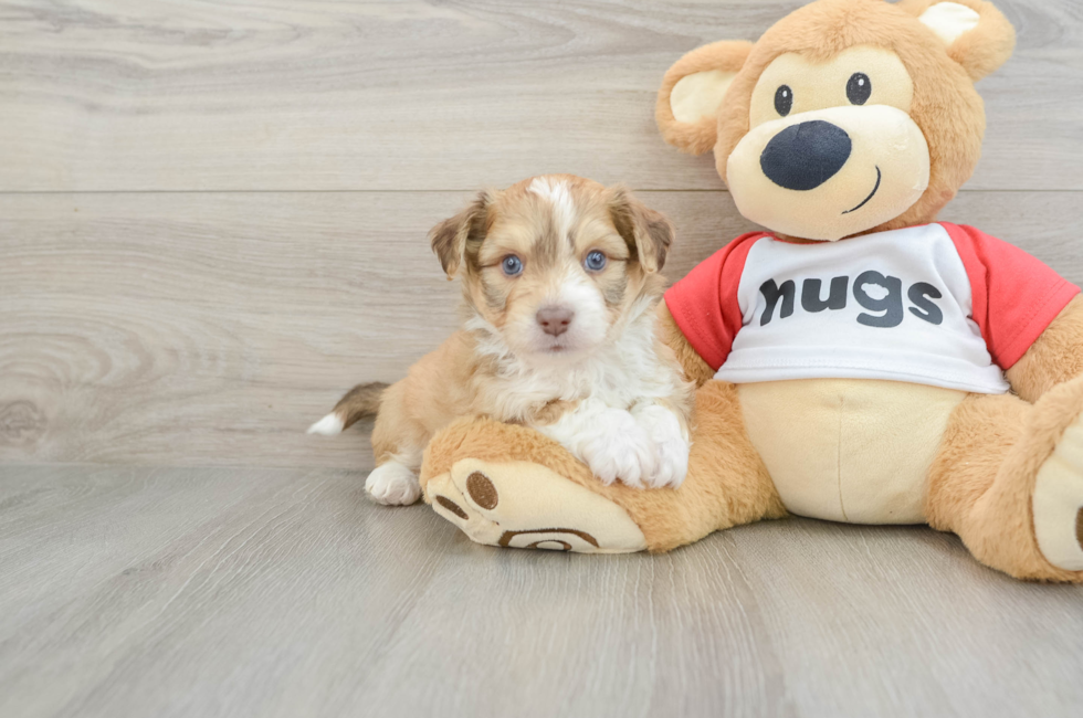 5 week old Aussiechon Puppy For Sale - Pilesgrove Pups